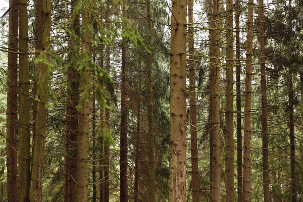 Malowniczy Widok Piękny Zielony Las Iglasty — Zdjęcie stockowe