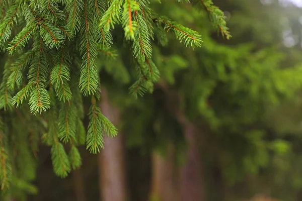 Bellissimo Abete Con Rami Verdi Nella Foresta Primo Piano — Foto Stock