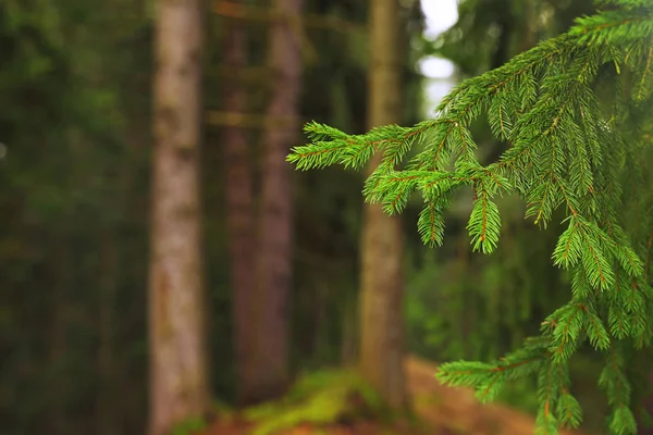 Bellissimo Abete Con Rami Verdi Nella Foresta Primo Piano — Foto Stock