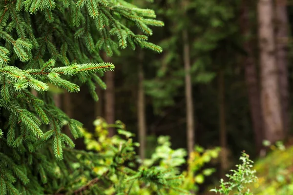 Bellissimo Abete Con Rami Verdi Nella Foresta Primo Piano — Foto Stock