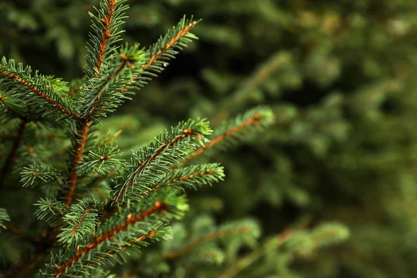 Bellissimo Abete Con Rami Verdi Nella Foresta Primo Piano — Foto Stock