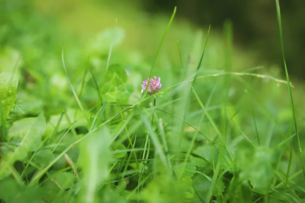 Prado Verde Com Flor Selvagem Florescente Close — Fotografia de Stock