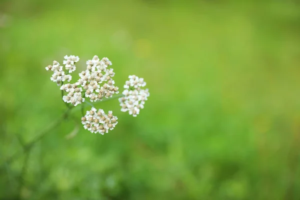 Prato Verde Con Fiori Selvatici Fiore Primo Piano — Foto Stock