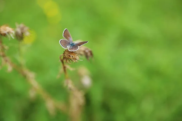 Petit Papillon Sur Une Plante Sèche Dans Pré Vert Gros — Photo