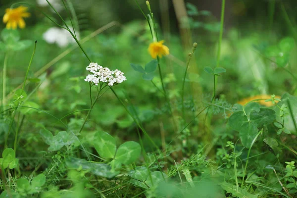 Prato Verde Con Fiori Selvatici Fiore Primo Piano — Foto Stock