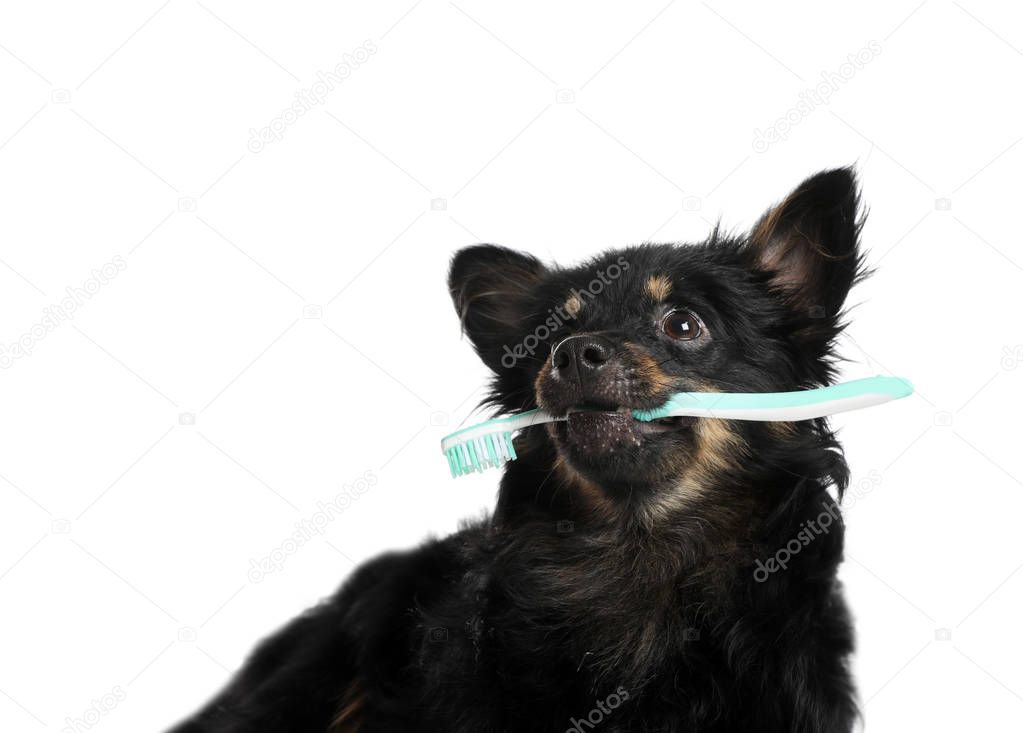 Cute long haired dog with toothbrush on white background. Pet care