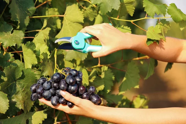 Donna Taglio Grappolo Uva Fresca Matura Succosa Con Potatore Primo — Foto Stock