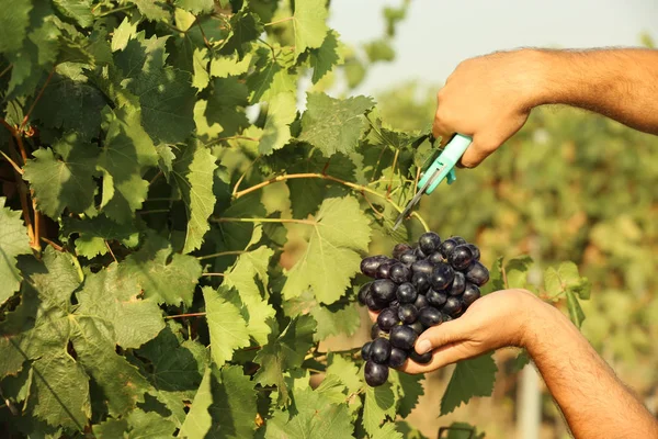 Man Cutting Bunch Fresh Ripe Juicy Grapes Pruner Closeup — Stock Photo, Image