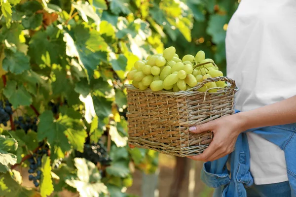 ブドウ園 クローズ アップで新鮮な熟したジューシーなブドウが付いているバスケットを保持している女性 — ストック写真