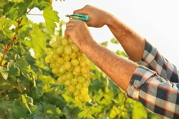 Uomo Taglio Grappolo Uva Fresca Matura Succosa Con Potatore Primo — Foto Stock