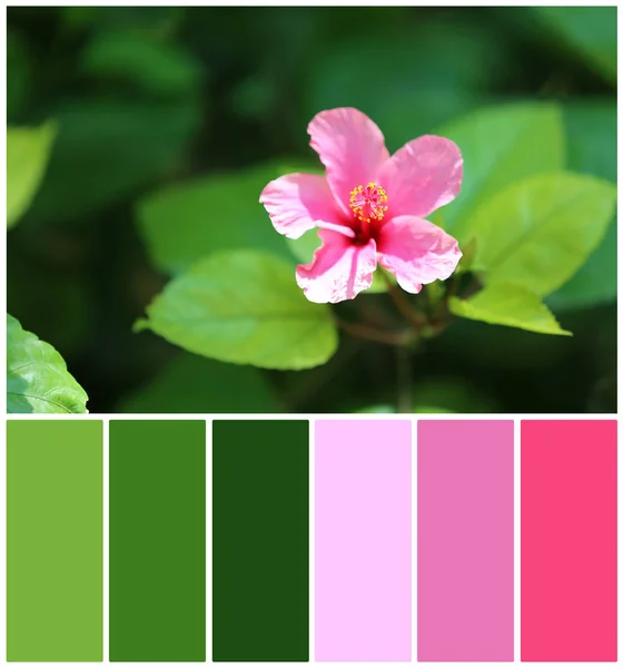 Vacker Blomma Med Gröna Blad Närbild Naturliga Färgpaletten För Interiör — Stockfoto