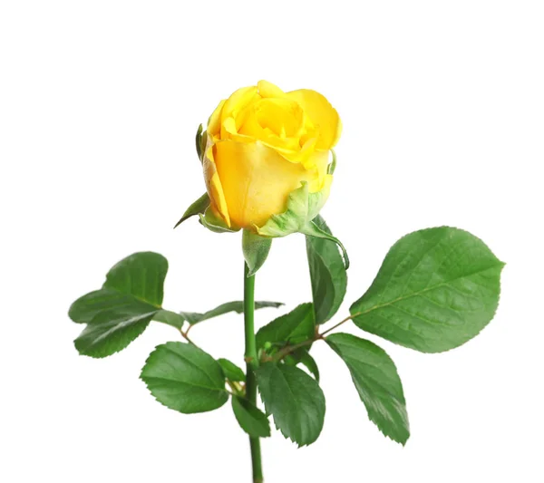 美丽的盛开的黄色玫瑰白色背景 — 图库照片