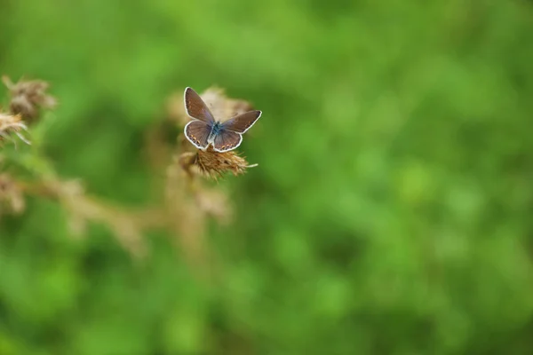 Petit Papillon Sur Une Plante Sèche Dans Pré Vert Gros — Photo