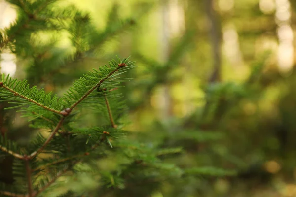 Bellissimo Abete Con Rami Verdi Nella Foresta Primo Piano — Foto Stock