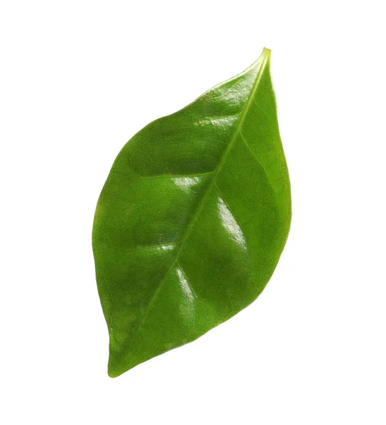 白色背景下的咖啡植物新鲜绿叶 — 图库照片