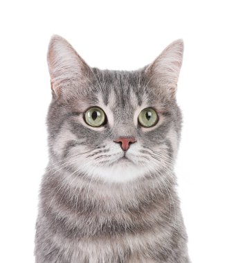Beyaz arka planda gri tekir kedi portresi. Sevimli evcil hayvan
