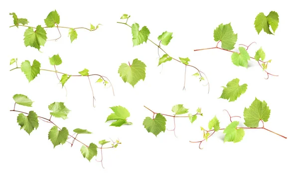 Набір Виноградниками Зеленим Листям Білому Тлі — стокове фото