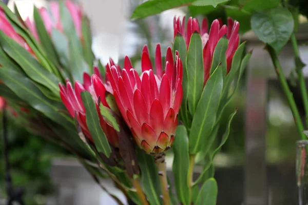 Mooie Verse Bloemen Winkel Bloemist Van Werkplek — Stockfoto