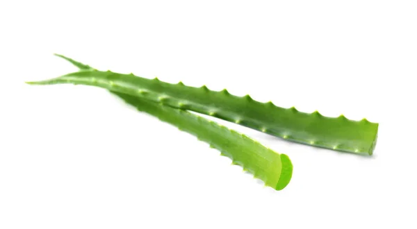 Foglie Aloe Vera Sfondo Bianco — Foto Stock