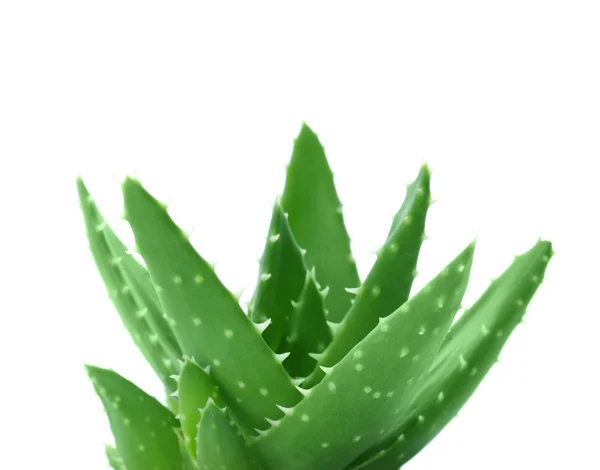 Aloe Vera Con Hojas Verdes Sobre Fondo Blanco —  Fotos de Stock