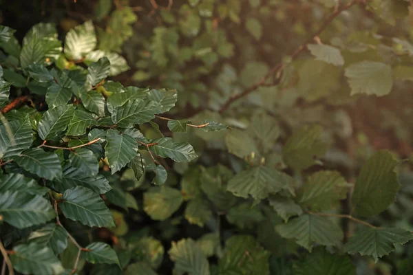 Krásný Strom Zelenými Listy Lese Closeup — Stock fotografie