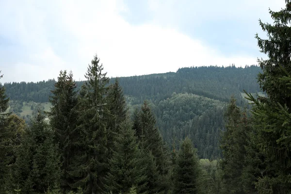 Paisagem Pitoresca Com Floresta Coníferas Montanha — Fotografia de Stock