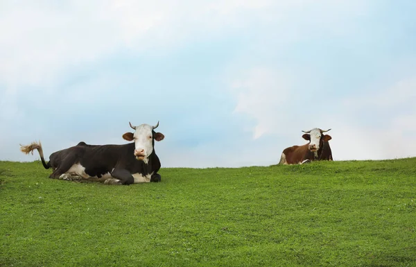 Herd Beautiful Cows Green Hill — Stock Photo, Image