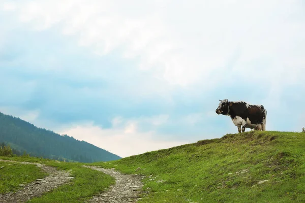 Hermosa Vaca Pastando Hierba Colina Verde — Foto de Stock