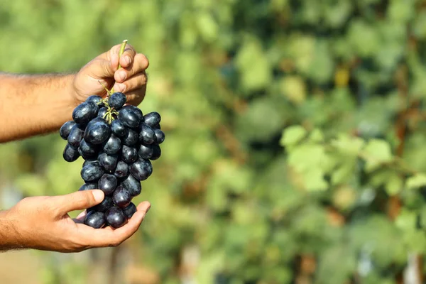 Mann Hält Trauben Von Frischen Reifen Saftigen Trauben Weinberg Nahaufnahme — Stockfoto