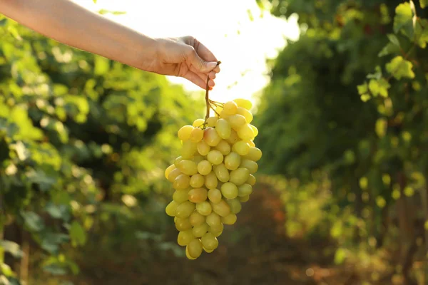 Mulher Segurando Monte Uvas Frescas Maduras Suculentas Vinha Close — Fotografia de Stock