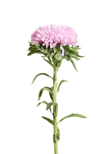 Beyaz Arka Planda Güzel Parlak Bir Aster Çiçeği — Stok fotoğraf