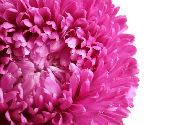 Красива Квітка Айстра Білому Тлі Крупним Планом — стокове фото