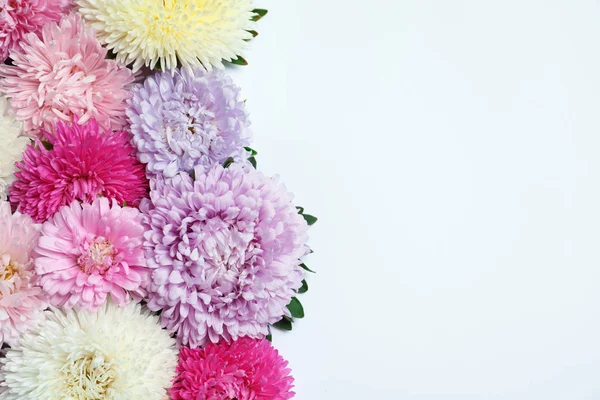 Güzel Aster Çiçek Beyaz Arka Planda Üstten Görünüm — Stok fotoğraf