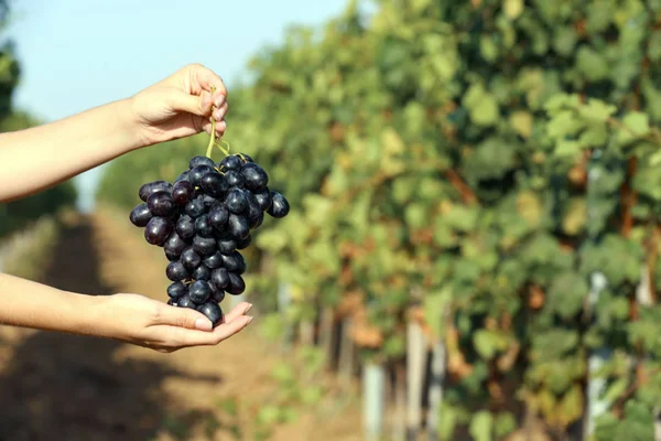 Donna Che Tiene Grappolo Uva Fresca Matura Succosa Vigna Primo — Foto Stock