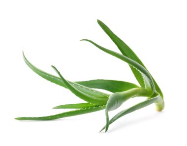 Aloe vera ile yeşil beyaz arka plan üzerinde bırakır