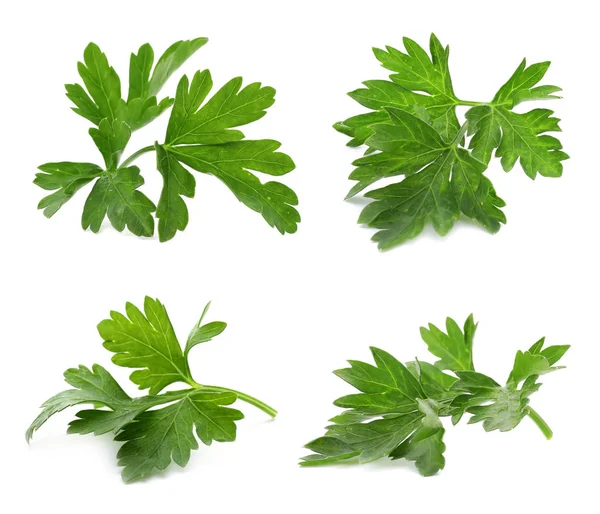 Set Fresh Green Parsley Leaves White Background — Stock Photo, Image