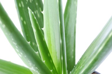 Aloe vera yapraklarda beyaz arka plan, portre