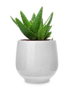 Beyaz arka plan üzerinde aloe vera ile saksı