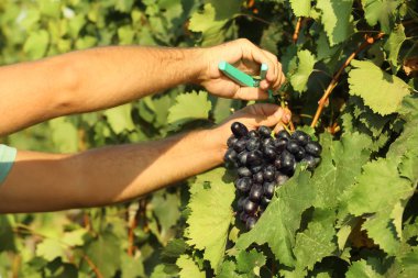 Adam kesme budayıcı, closeup ile olgun taze sulu üzüm demet