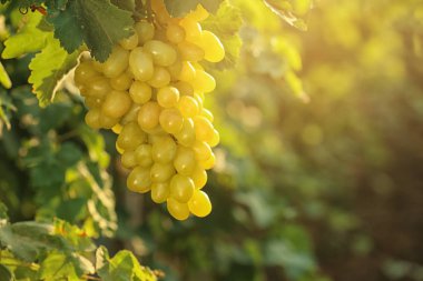 Arka plan bulanık karşı taze olgun sulu üzüm demet