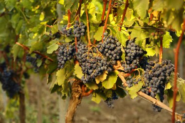 Taze olgun sulu üzüm üzerinde bağ şube büyüyor