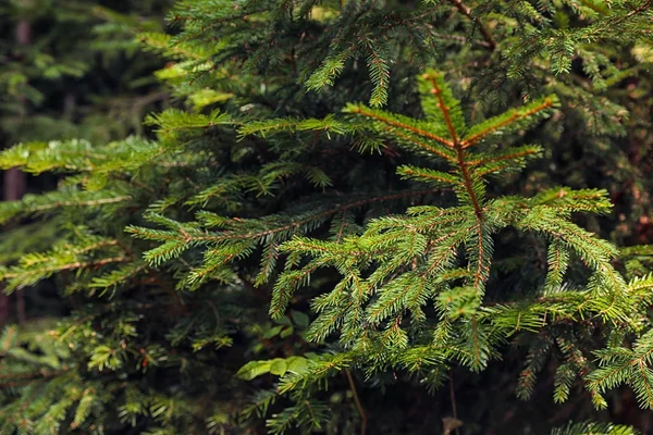 Beautiful Fir Green Branches Forest Closeup — Stock Photo, Image