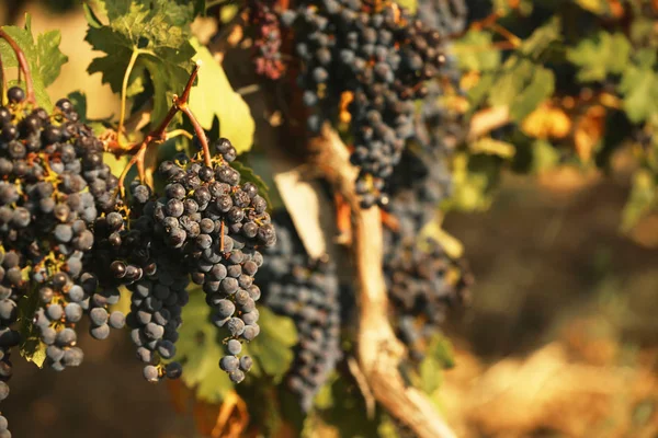 Uvas Frescas Maduras Jugosas Que Crecen Las Ramas Del Viñedo — Foto de Stock