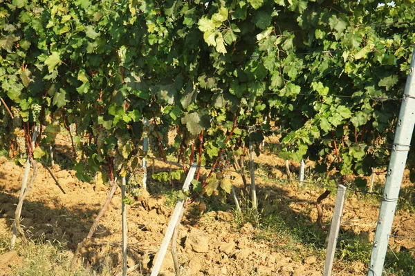 Vista Della Fila Vigneti Con Uve Fresche Mature Succose Nella — Foto Stock