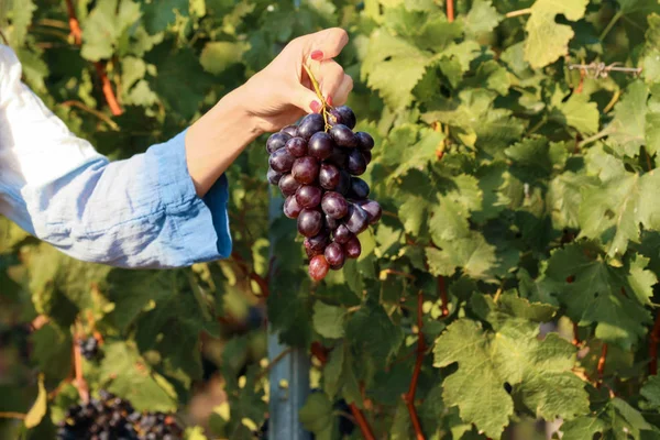 妇女抱着一群新鲜成熟的多汁葡萄在葡萄园 — 图库照片