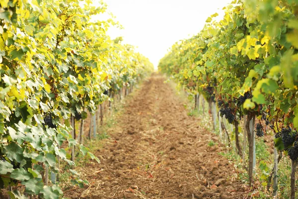 Vista Las Hileras Viñedos Con Uvas Jugosas Frescas Maduras Día — Foto de Stock