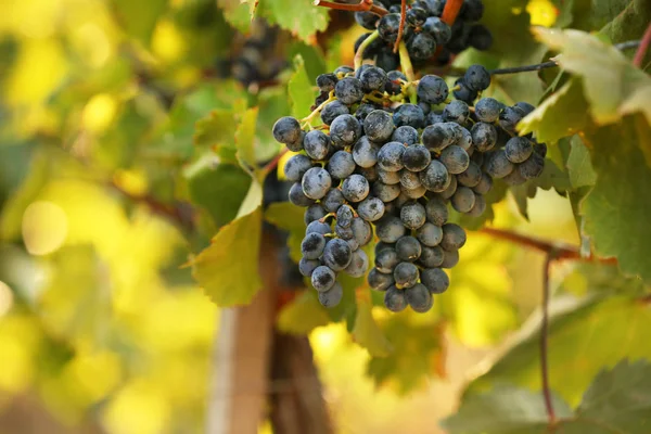 Uvas Frescas Maduras Suculentas Que Crescem Ramos Vinha — Fotografia de Stock