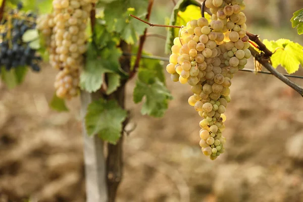 Uvas Frescas Maduras Suculentas Que Crescem Ramos Vinha — Fotografia de Stock