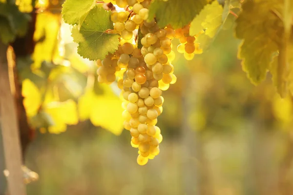 Bando Uvas Frescas Maduras Suculentas Contra Fundo Desfocado — Fotografia de Stock