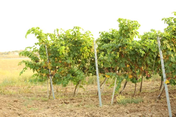 View Vineyard Rows Fresh Ripe Juicy Grapes Sunny Day — Stock Photo, Image